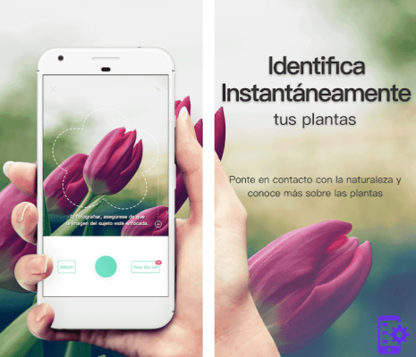 The best apps to identify plants