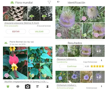 The best apps to identify plants