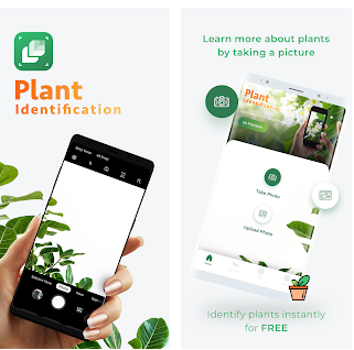 The best apps to identify plants