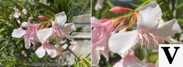 Comment prendre des photos macro avec iPhone (#12)