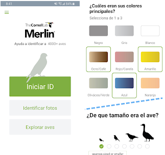 Les meilleures applications pour identifier les oiseaux