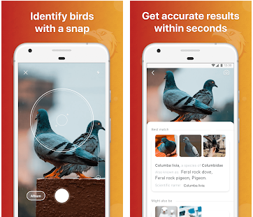 Les meilleures applications pour identifier les oiseaux