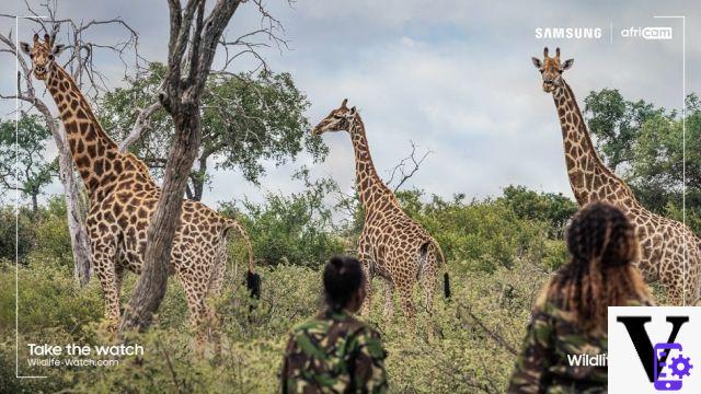 Samsung Wildlife Watch vous transforme en rangers virtuels