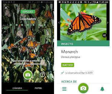 Les meilleures applications pour identifier les insectes