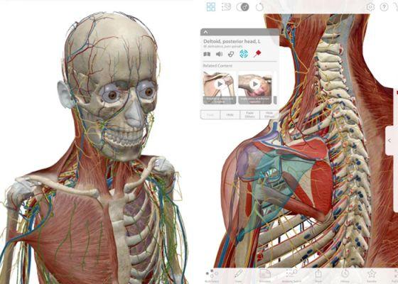 Aprende la anatomía del cuerpo humano con estas 7 aplicaciones