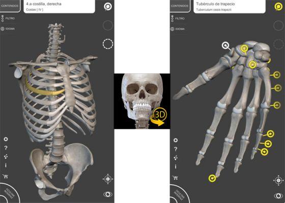 Aprenda a anatomia do corpo humano com estes 7 aplicativos
