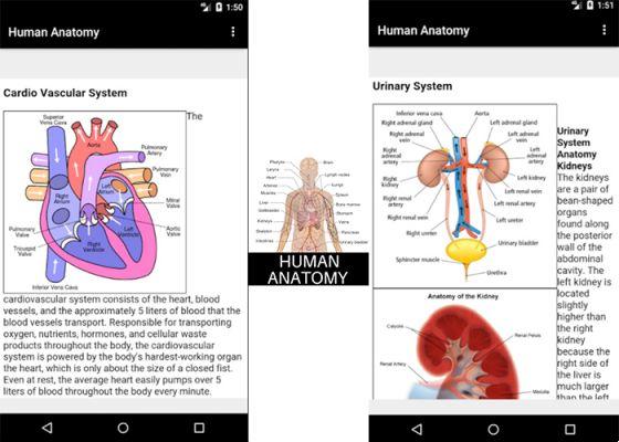 Aprenda a anatomia do corpo humano com estes 7 aplicativos
