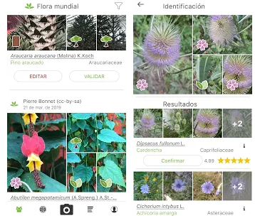 Les meilleures applications pour identifier les plantes