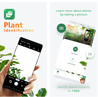 Les meilleures applications pour identifier les plantes