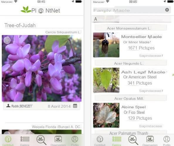 How to recognize plants with apps for Android and iPhone