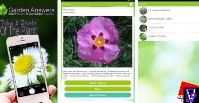 How to recognize plants with apps for Android and iPhone