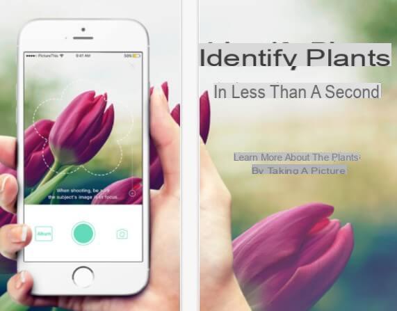 Como reconhecer plantas com aplicativos para Android e iPhone