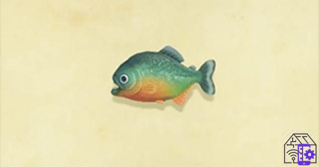 The fish not to be missed in September in Animal Crossing: New Horizons