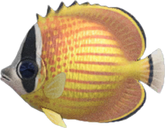 The fish not to be missed in September in Animal Crossing: New Horizons