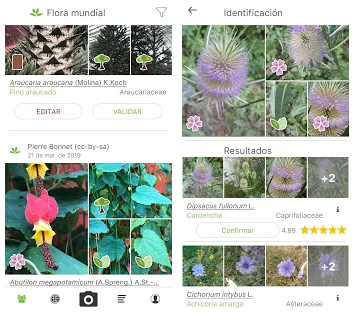 Les meilleures applications de plantes médicinales