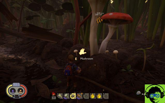 Come fare un giardino di funghi a terra