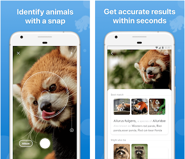 Les meilleures applications pour identifier les animaux