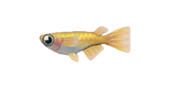 The fish not to be missed in April in Animal Crossing: New Horizons