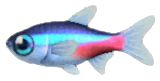 The fish not to be missed in April in Animal Crossing: New Horizons