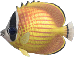 The fish not to be missed in April in Animal Crossing: New Horizons