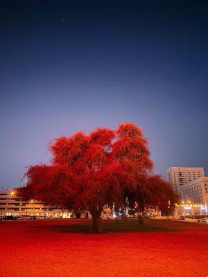 Un español entre los ganadores del reto «Foto con Modo Noche» de Apple