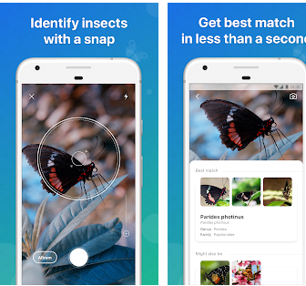 Las mejores apps para identificar insectos