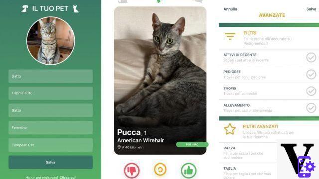 Pedigreender, the dating app for cats and dogs