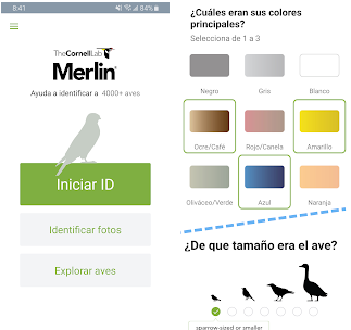 Las mejores apps para identificar aves