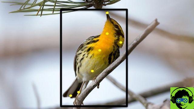 Merlin et 6 autres applications pour identifier les oiseaux avec les téléphones portables (2021)