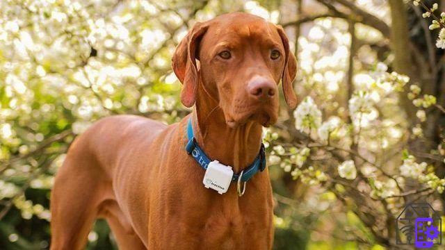 Comment ça a changé : le collier pour chien