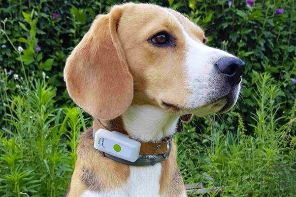 Comment ça a changé : le collier pour chien