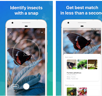 The best apps to identify insects