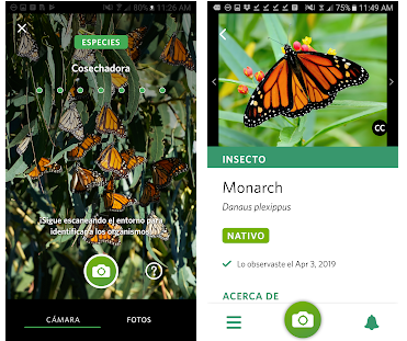 The best apps to identify insects