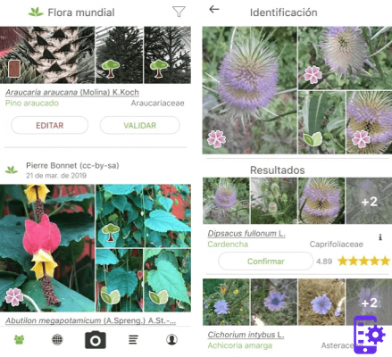 Las mejores apps para identificar plantas