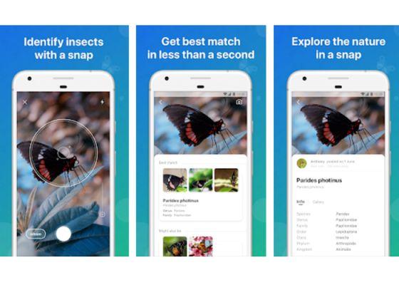 The 4 apps to identify the most recommended insects