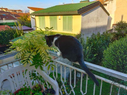 Um ótimo dispositivo com uma câmera super estabilizada